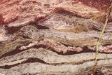 Polished Snakeskin Jasper Slab - Western Australia #221509-1